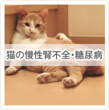 猫の慢性腎不全・糖尿病