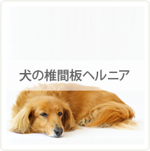 犬の椎間板ヘルニア